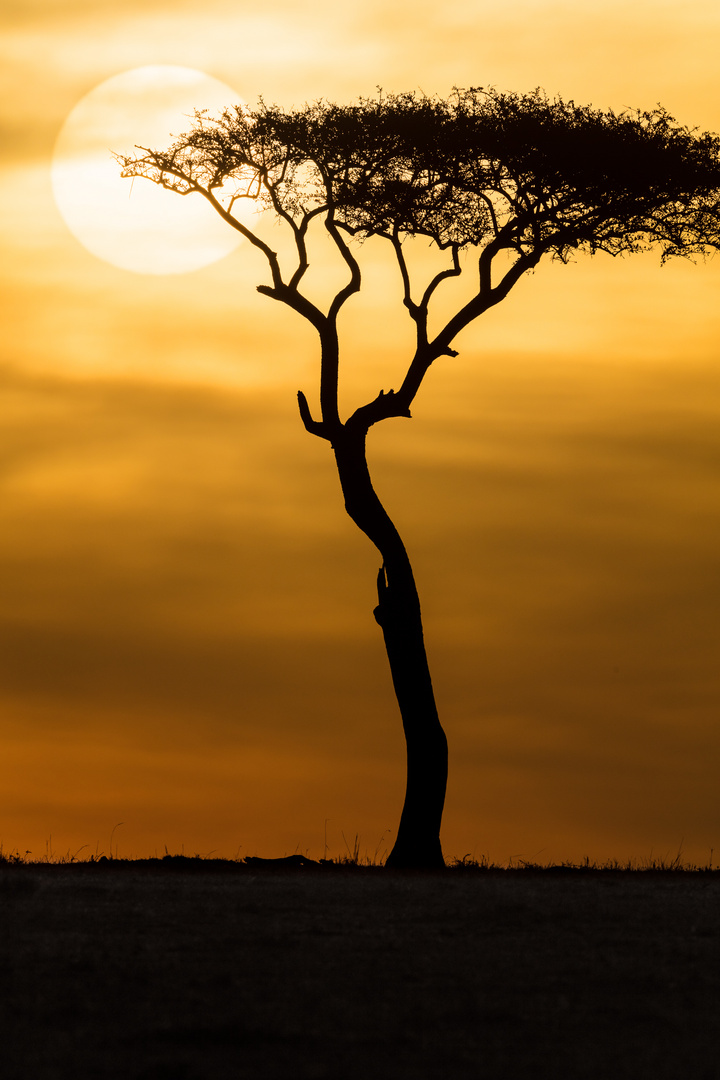 Sonnenaufgang in der Masai Mara