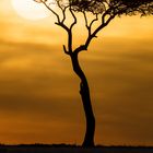 Sonnenaufgang in der Masai Mara