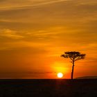 Sonnenaufgang in der Masai Mara, Kenia