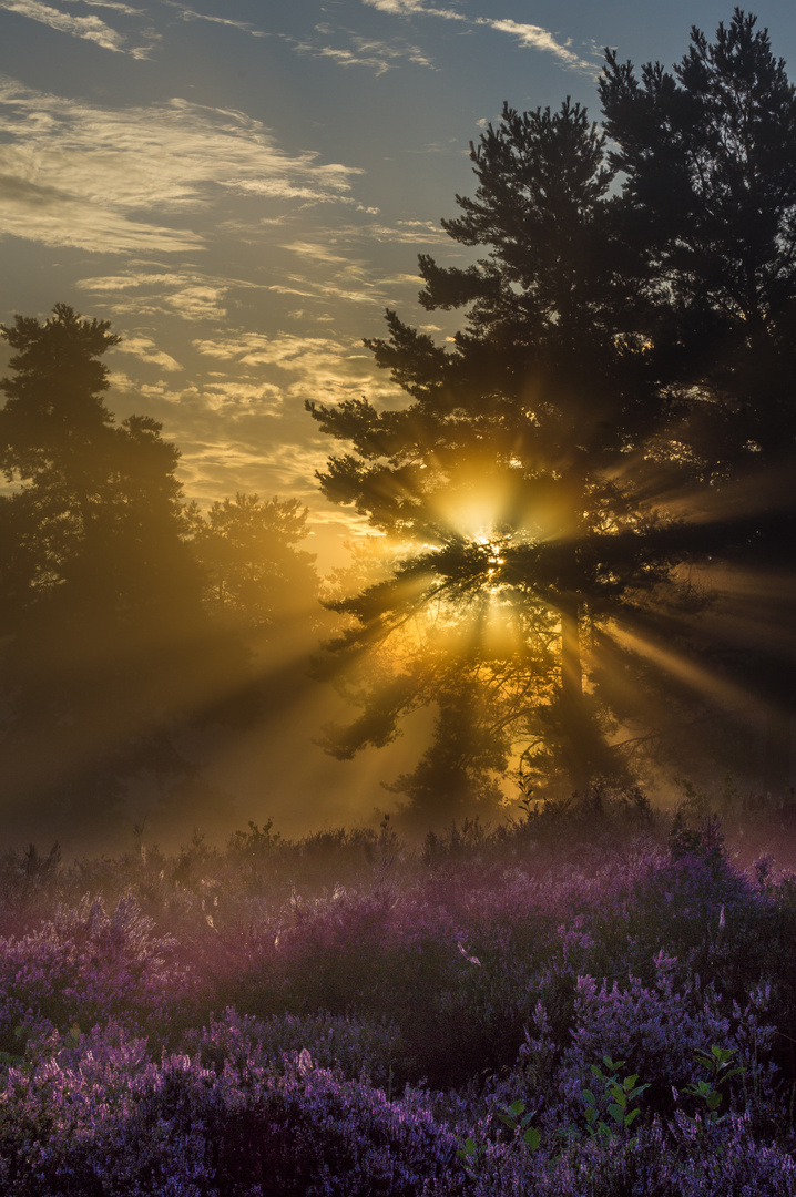 Sonnenaufgang in der Mehlinger Heide