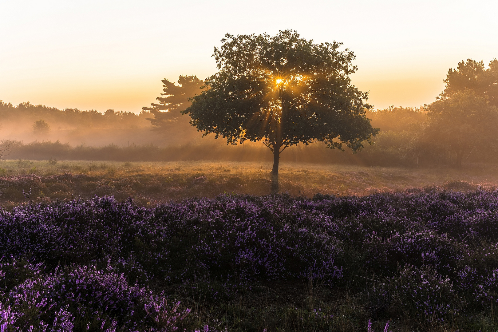 Sonnenaufgang in der Mehlinger Heide