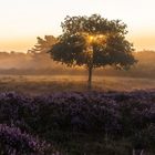 Sonnenaufgang in der Mehlinger Heide