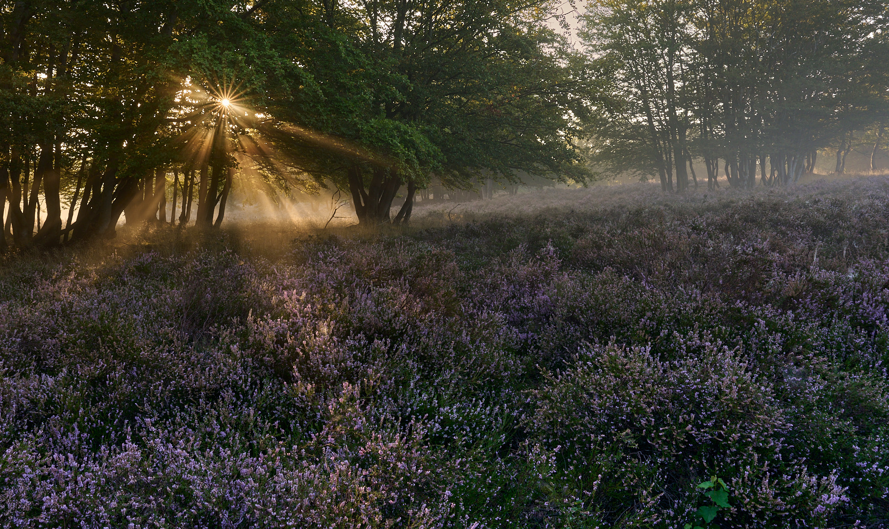 Sonnenaufgang in der Mehlinger Heide.