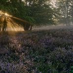 Sonnenaufgang in der Mehlinger Heide.