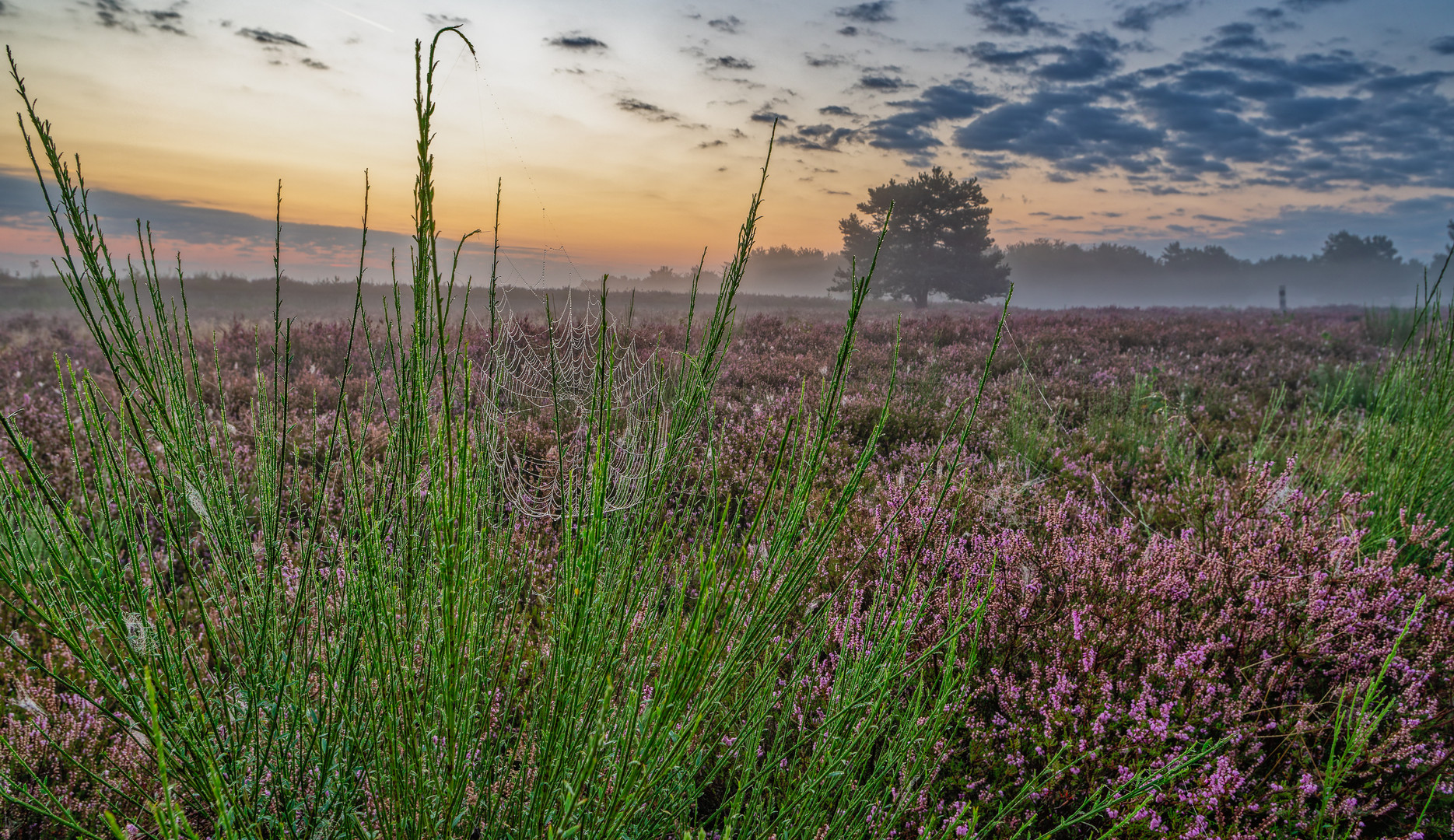 Sonnenaufgang in der Mehlinger Heide