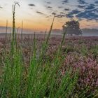 Sonnenaufgang in der Mehlinger Heide