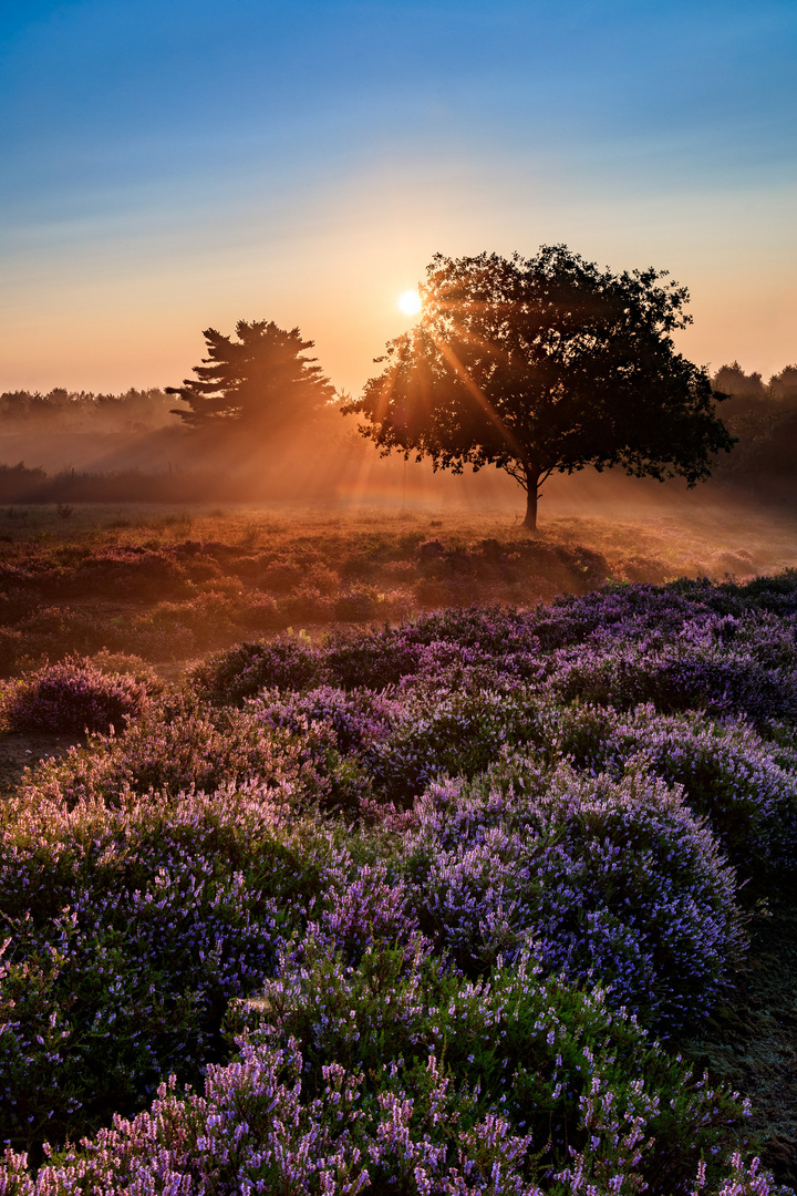 Sonnenaufgang in der Mehlinger Heide