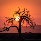 Sonnenaufgang in der Namib