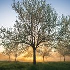 Sonnenaufgang in der Obstplantage