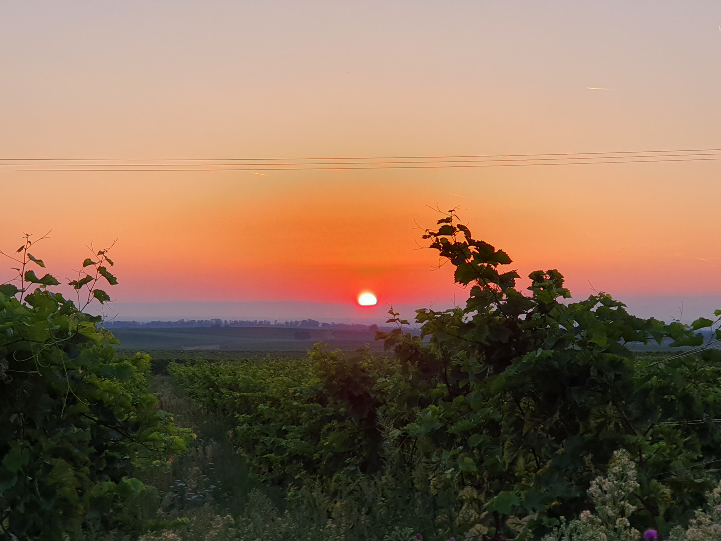 Sonnenaufgang in der Pfalz