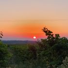 Sonnenaufgang in der Pfalz