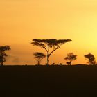 Sonnenaufgang in der Serengeti