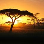 Sonnenaufgang in der Serengeti