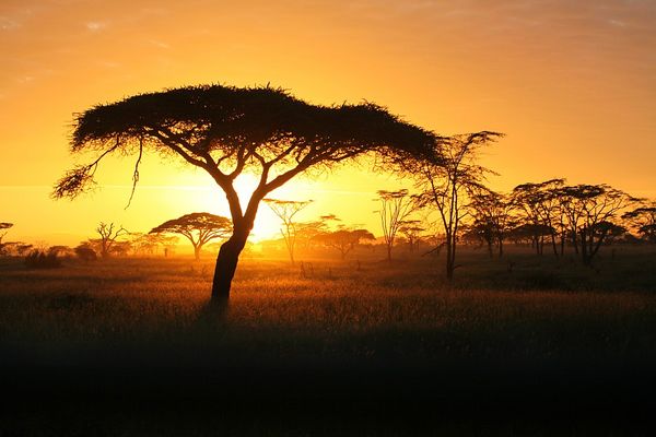 Sonnenaufgang in der Serengeti