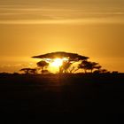 Sonnenaufgang in der Serengeti