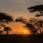 Sonnenaufgang in der Serengeti