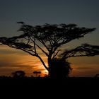 Sonnenaufgang in der Serengeti