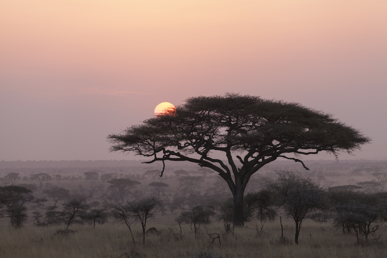 Sonnenaufgang in der Serengeti