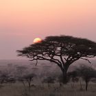 Sonnenaufgang in der Serengeti