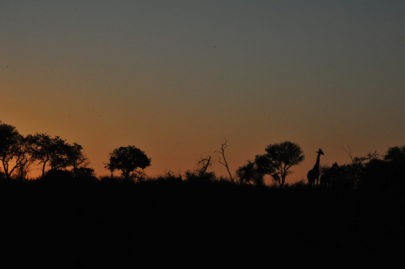 Sonnenaufgang in der Steppe Südafrikas