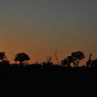 Sonnenaufgang in der Steppe Südafrikas