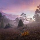 Sonnenaufgang in der Wacholderheide