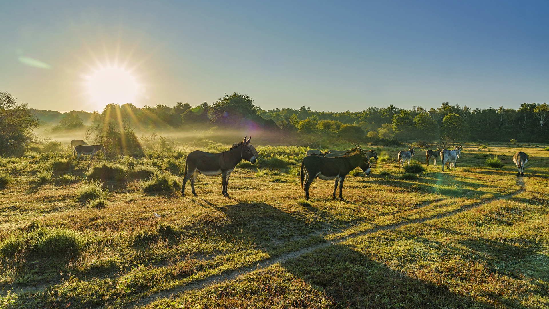 Sonnenaufgang in der Wahner Heide, 2020.07.23