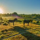 Sonnenaufgang in der Wahner Heide, 2020.07.23