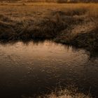 Sonnenaufgang in der Wahner Heide