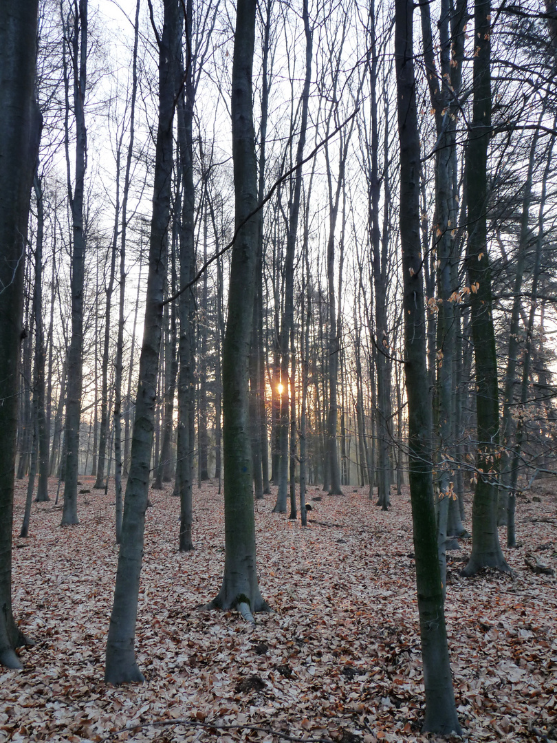 Sonnenaufgang in der Wahner Heide