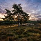 Sonnenaufgang in der Westruper Heide