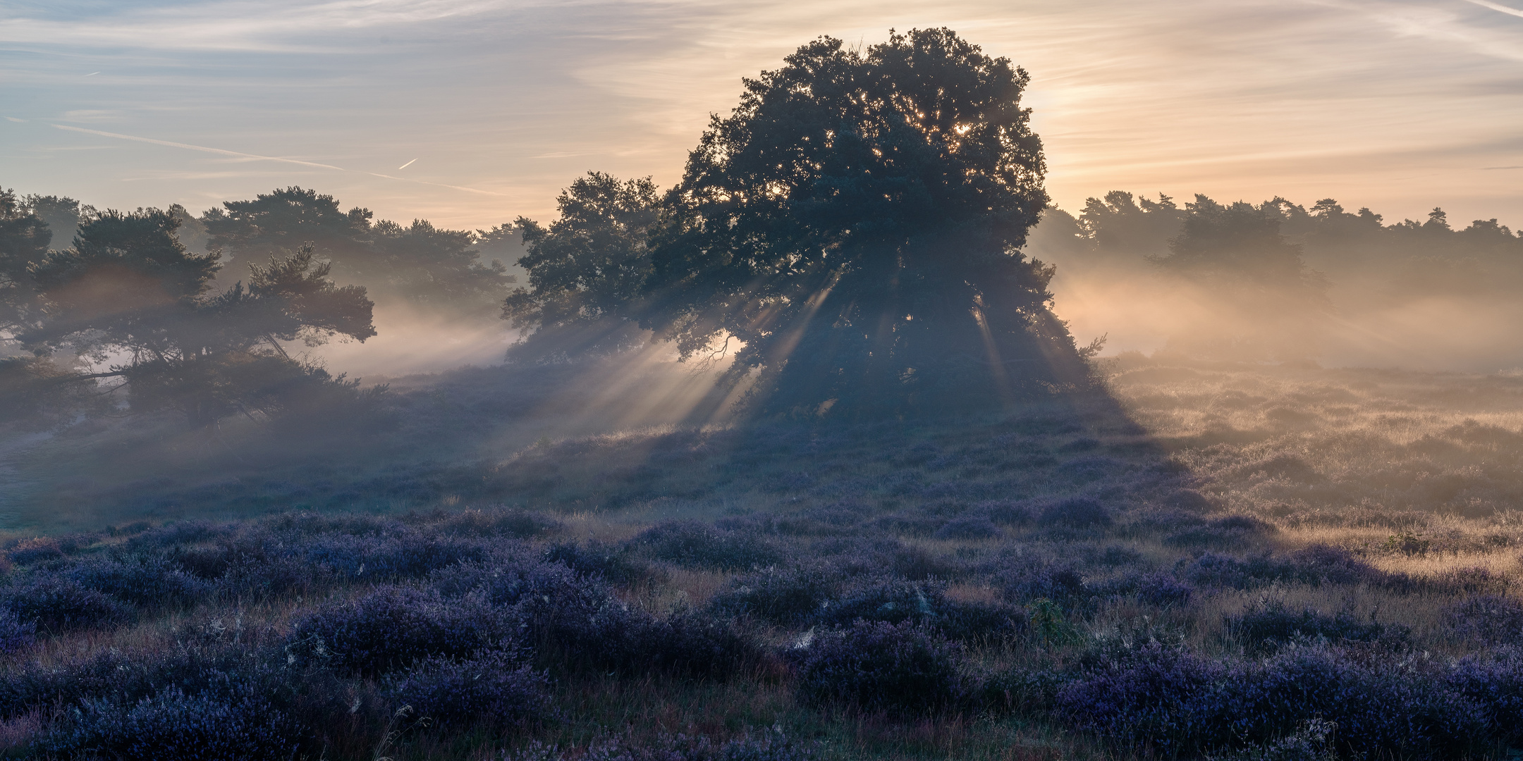 Sonnenaufgang in der Westruper Heide