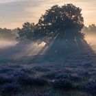 Sonnenaufgang in der Westruper Heide