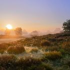 Sonnenaufgang in der Westruper Heide