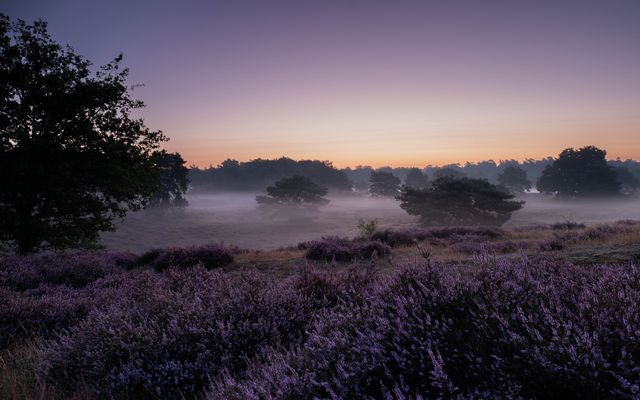 Sonnenaufgang in der Westuper Heide
