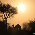 Sonnenaufgang in der Wüste Thar