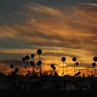 Sonnenaufgang in Dronningmölle 5