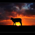 Sonnenaufgang in ein Schaf ...