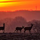 Sonnenaufgang in Hanrorup 