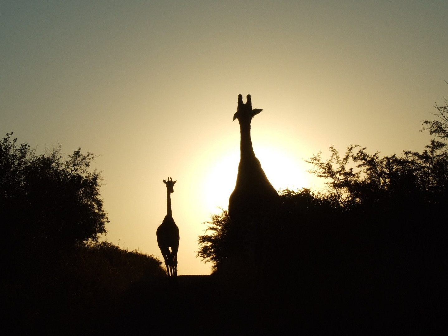 Sonnenaufgang in Hluhluwe-Nationalpark