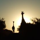 Sonnenaufgang in Hluhluwe-Nationalpark