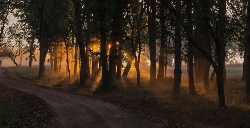 Sonnenaufgang in Madya Pradesh