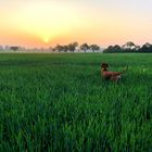 Sonnenaufgang in Mecklenburg-Vorpommern