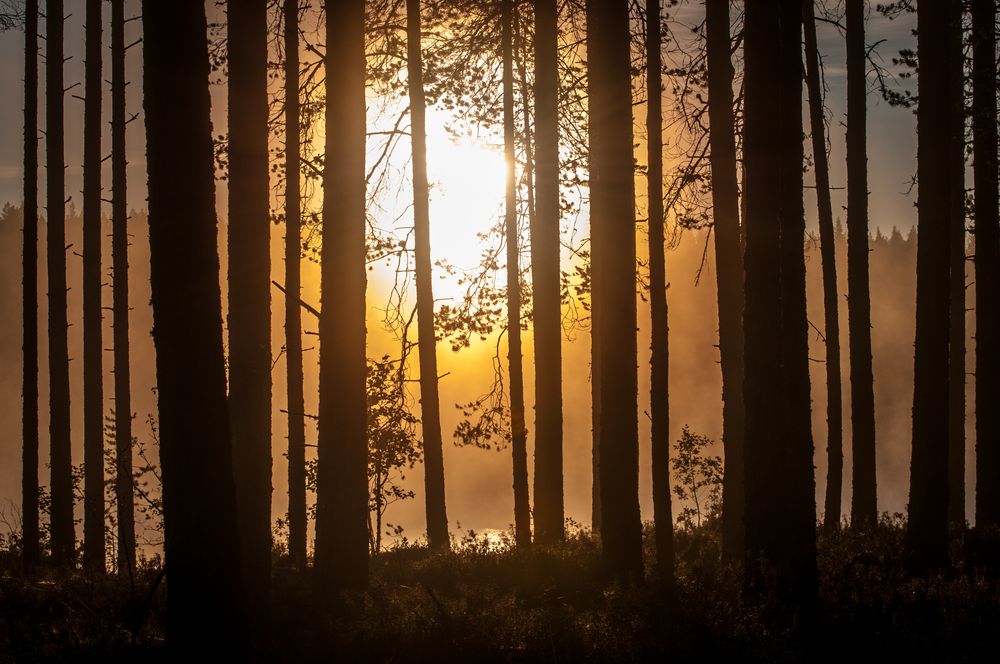 Sonnenaufgang in Nord Karelien, Finnland