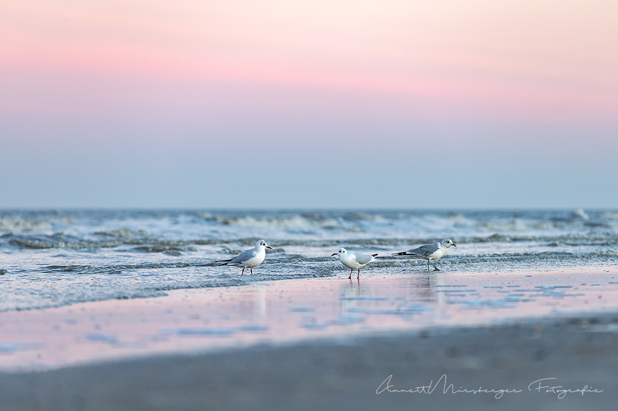 Sonnenaufgang in Sankt Peter-Ording