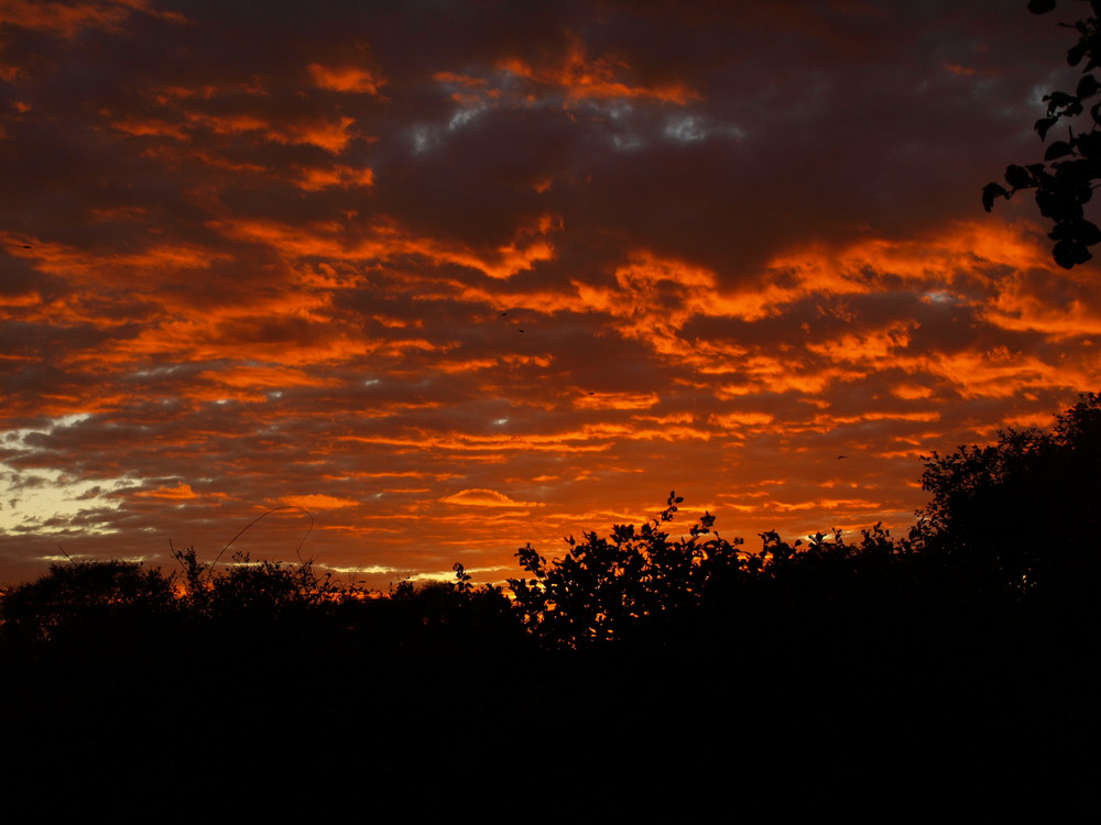 Sonnenaufgang in Savuti