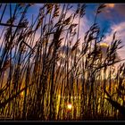 Sonnenaufgang in Zingst /4.