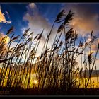 Sonnenaufgang in Zingst /5.