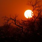 Sonnenaufgang Krüger National Park