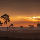 Sonnenaufgang Maasduinen